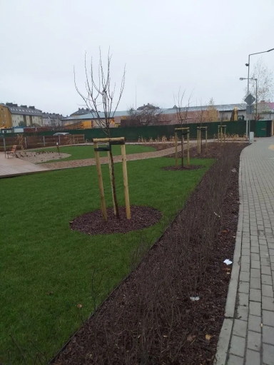 Młode drzewa w podporach otoczone trawnikiem i rabatą z niskimi krzewami obok chodnika z kostki brukowej.