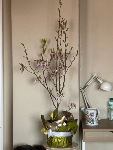 Wewnątrz pokoju stoi wysoka gałąź kwitnącej magnolii w złoto-białej foliowanej doniczce. Gałąź ma cienkie ciemne pędy, jasnoróżowe zwisające kwiaty i świeże zielone listki. Po prawej stoi biała lampa biurkowa, kubek z kwiatowym wzorem i butelka wody na drewnianej szafce, tło to gładka beżowa ściana.