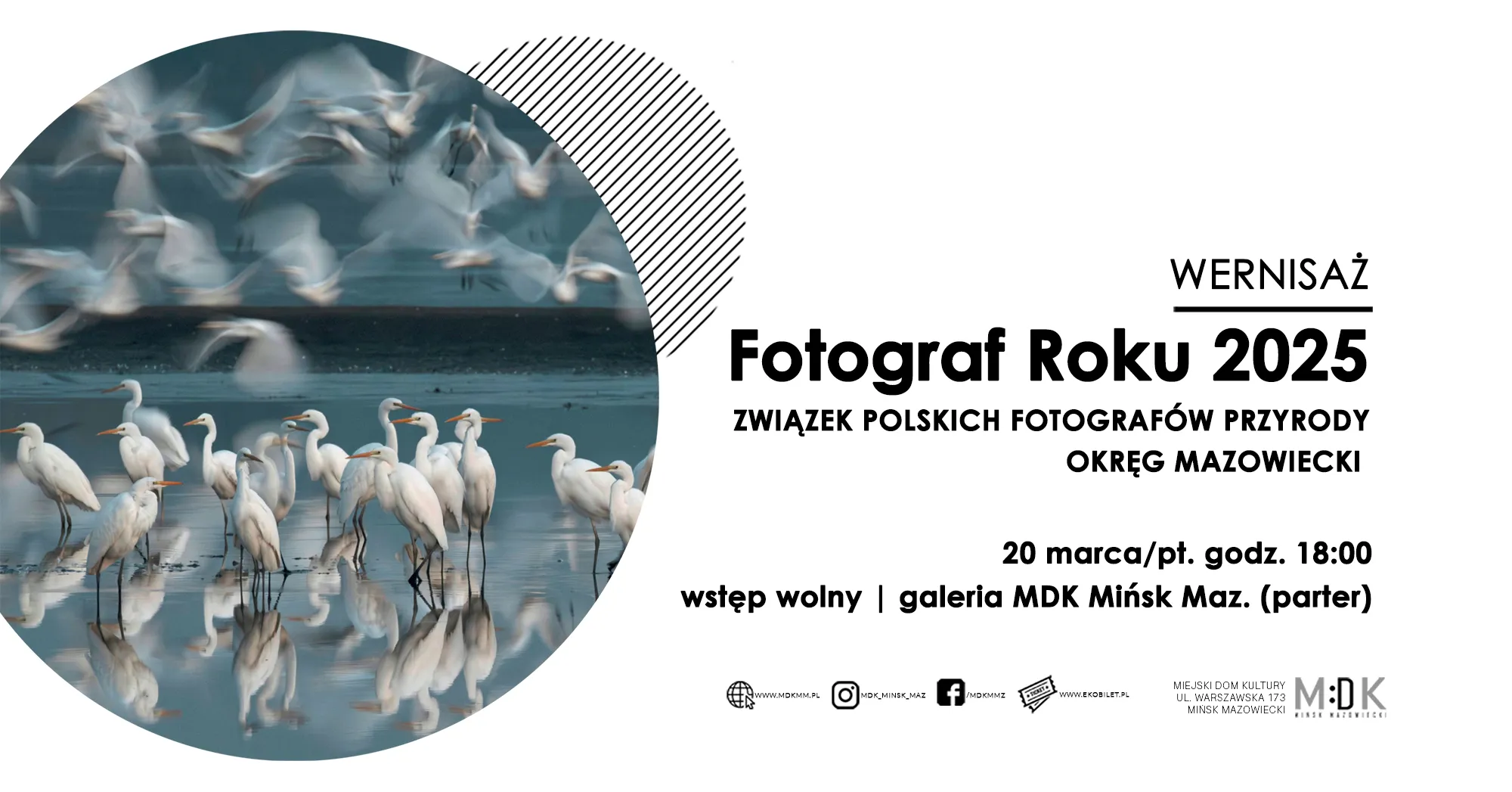 Lewa strona zawiera okrągłe zdjęcie grupy białych czapli stojących w płytkiej wodzie z wyraźnymi odbiciami. W tle nad wodą zamazane, poruszające się ptaki. Prawa strona ma białe tło z czarnymi elementami graficznymi i tekstowymi oraz skośnymi paskami dekoracyjnymi.