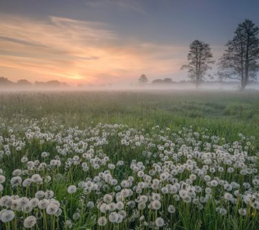 Łąka pełna dmuchawców o wschodzie słońca spowita we mgle.
