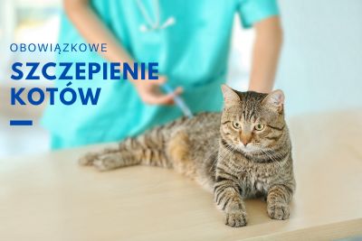 Obowiązkowe szczepienie kotów - plakat