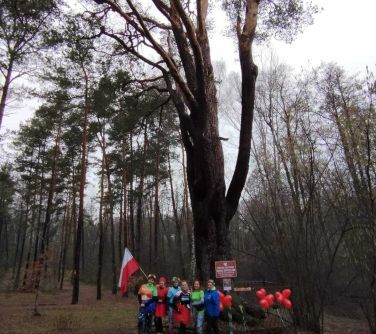 Las. Po środku zdjęcia ogrodzone duże drzewo-pomnik przyrody. Na ogrodzeniu zawieszone czerwone balony w ształcie serca...