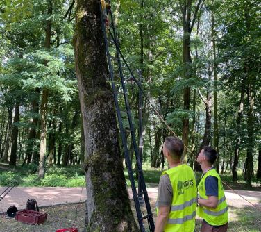 Park w ciągu dnia. Dwóch mężczyzn w odblaskowych kamizelkach trzymają sznurki  zaczepione na drzewo