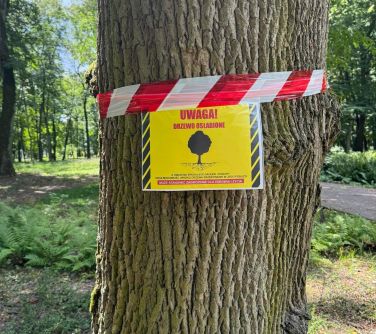 Park w ciągu dnia. Na drzewie żółta informacyjna tabliczka opleciona biało-czerwoną taśmą