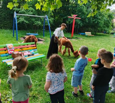 Na zewnątrz, ogród, plac zabaw, dzień. Kobieta z alpaką. Dzieci oglądają