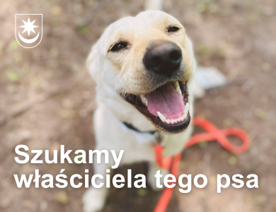 Zdjęcie psa. Tekst szukamy właściciela psa