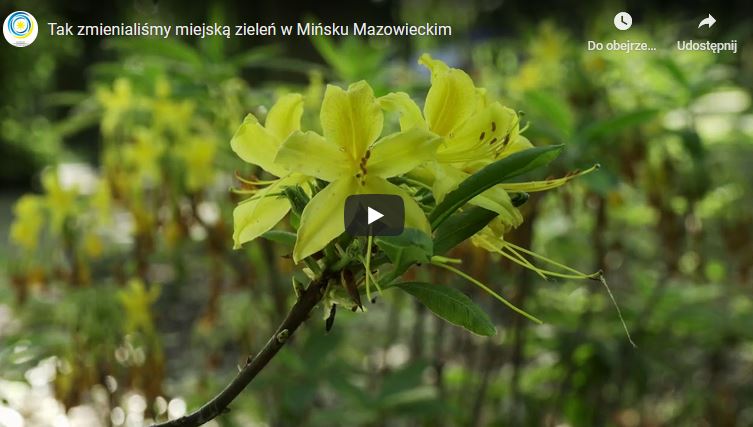 Tak zmienialiśmy miejską zieleń w Mińsku Mazowieckim