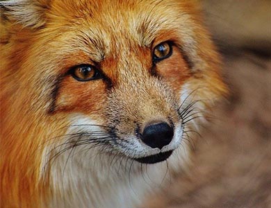 Komunikat Mazowieckiego Wojewódzkiego Lekarza Weterynarii