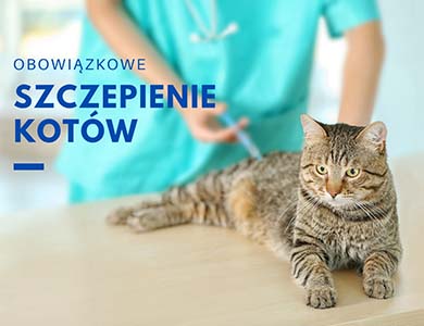 Nakaz szczepienia kotów przeciwko wściekliźnie