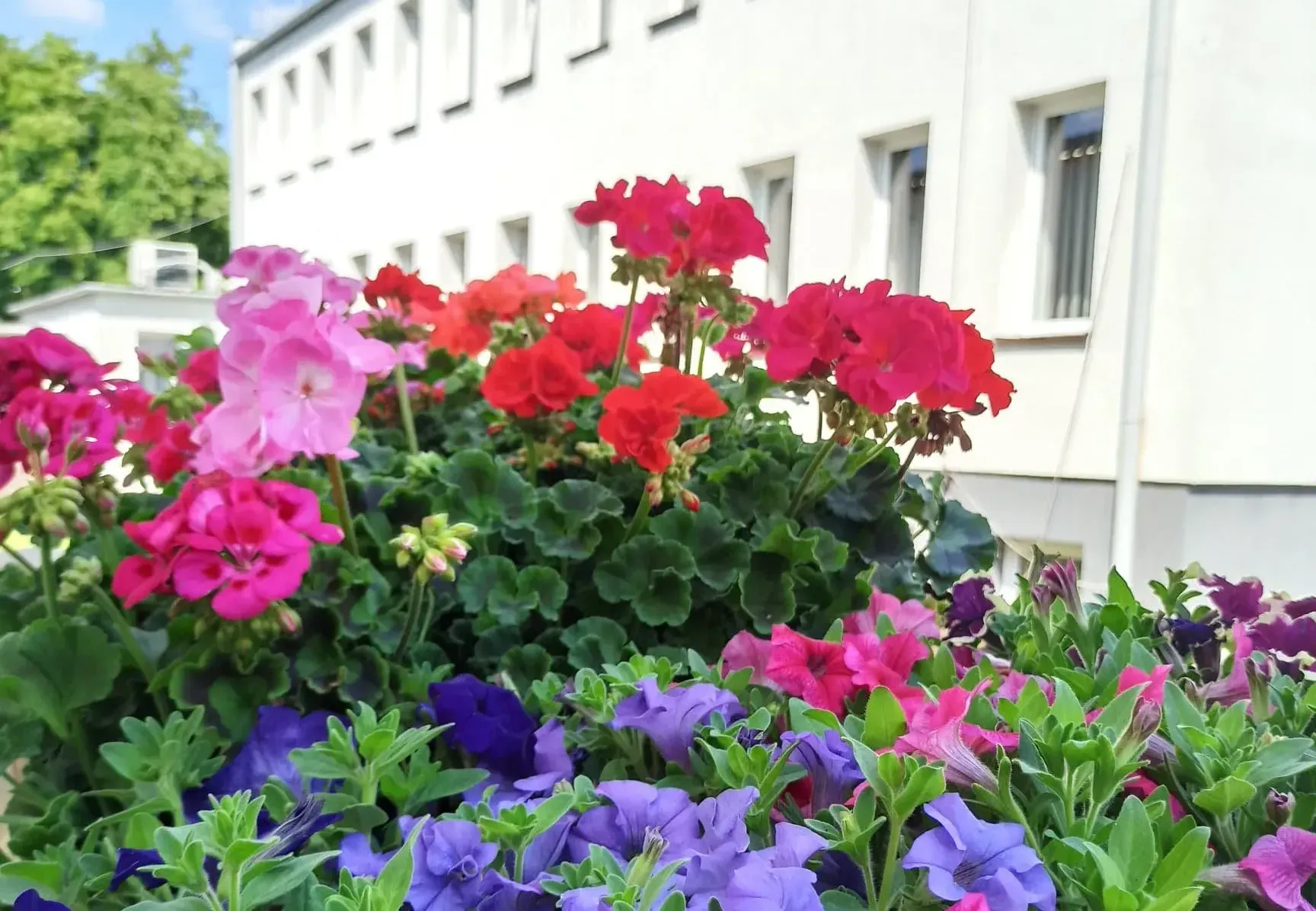 Kolorowe kwiaty w doniczkach ustawionych przed białym budynkiem.